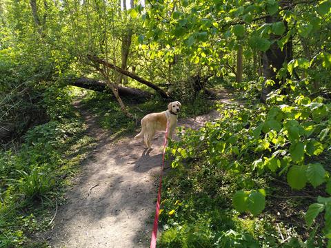 8 tips hur du gör hemmet till den bästa arbetsplatsen under coronakrisen